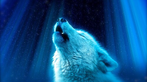 Wolf_1_0890.jpg