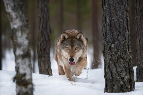 Wolf_1_0947.jpg