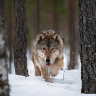 Wolf_1_0947