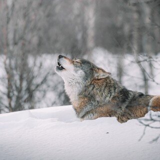 Wolf_1_1097