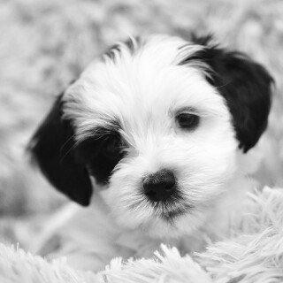 dogs3_0022
