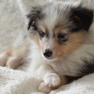 dogs3_0088