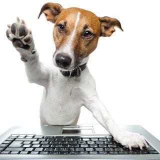 dogs3_0099