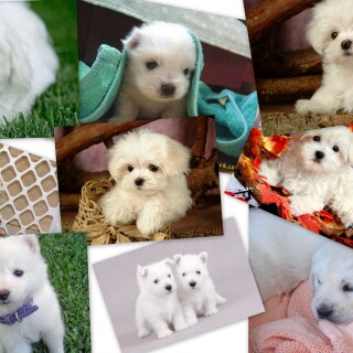 dogs3_0113