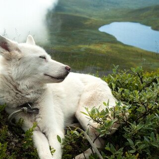 dogs3_0128