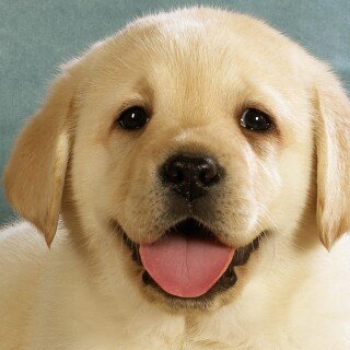 dogs3_0130