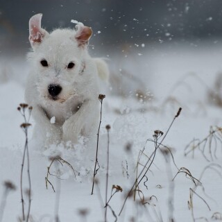 dogs3_0166