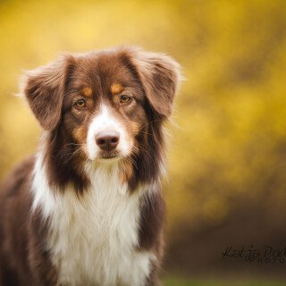dogs3_0180