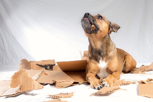 dogs3 0186