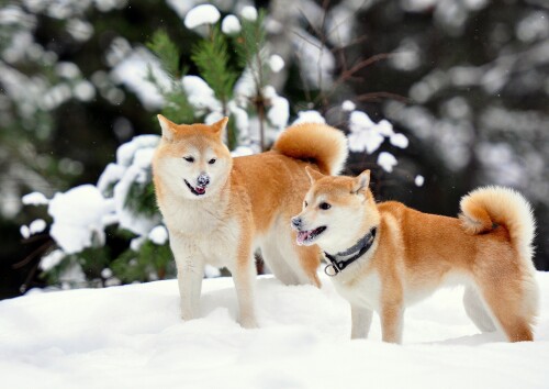 dogs3 0227