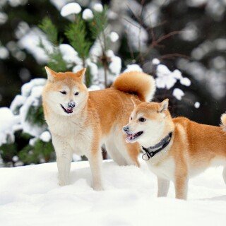 dogs3_0227