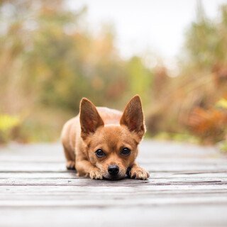 dogs3_0270