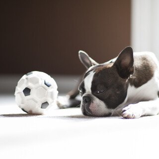 dogs3_0299