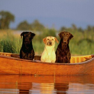 dogs3_0302
