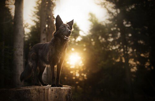 dogs3 0311
