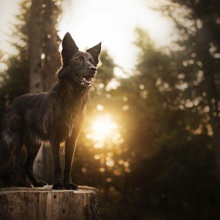 dogs3_0311