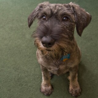 dogs3_0330