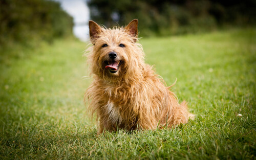 dogs3 0338
