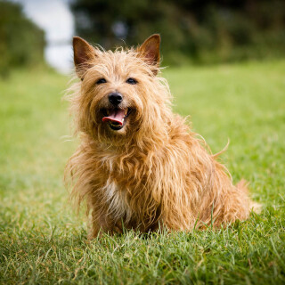 dogs3_0338