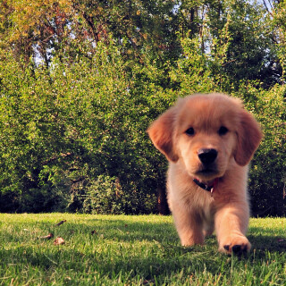 dogs3_0348