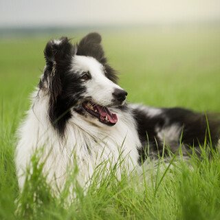 dogs3_0383