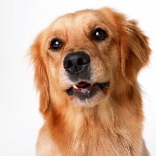 dogs3_0396