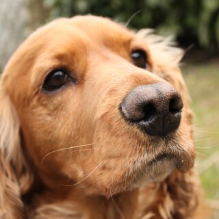 dogs3_0406
