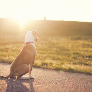 dogs3_0421