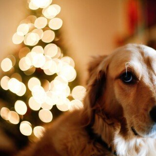 dogs3_0429