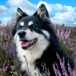 dogs3_0435