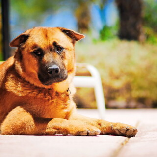 dogs3_0437