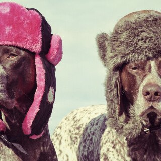 dogs3_0449