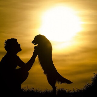 dogs3_0460