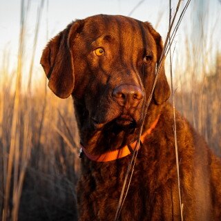 dogs3_0467