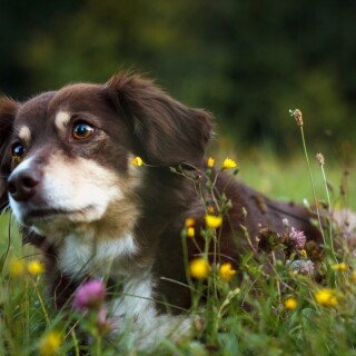 dogs3_0492