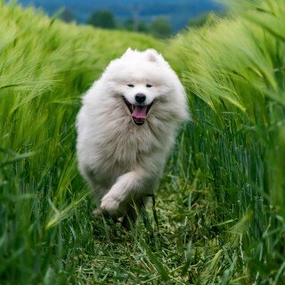 dogs3_0496
