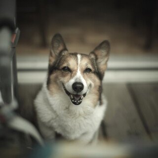 dogs3_0502