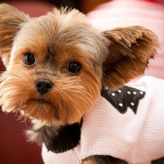 dogs3_0506