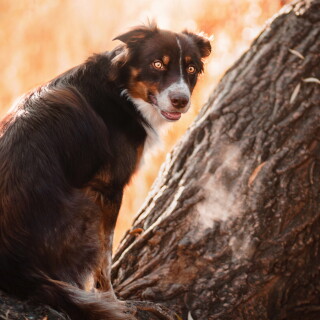 dogs3_0525