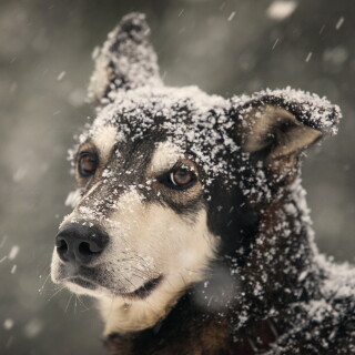 dogs3_0527
