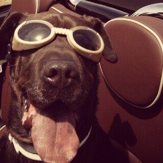 dogs3_0533