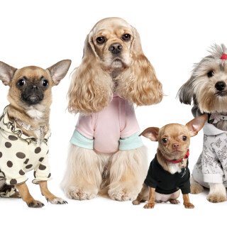 dogs3_0539