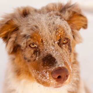 dogs3_0543