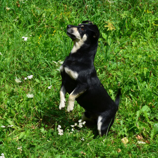 dogs3_0613