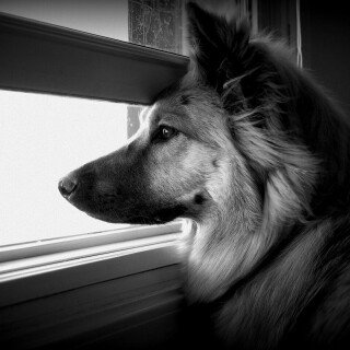 dogs3_0624
