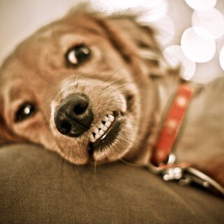 dogs3_0630