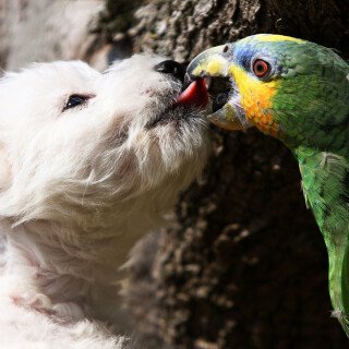 dogs3_0682