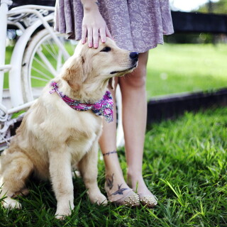 dogs3_0687