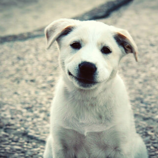 dogs3_0764