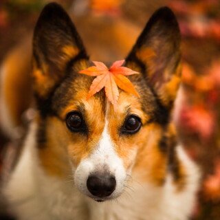 dogs3_0768